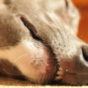 10 słodko śpiących psów