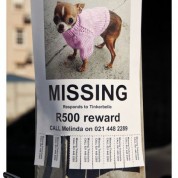 Gdzie są zaginione psy?