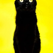 Inspirowane pop-artem kocie fotografie Maro Hagopian
