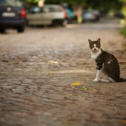 Jak koty znajdują drogę do domu?