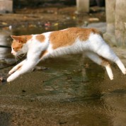 Niesamowity skok kota – w zwolnionym tempie